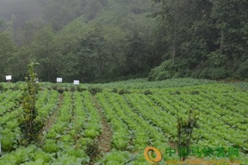 河北：雨雪天气菜农应注意蔬菜长势 ()