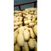 滕州荷兰十五土豆