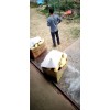 大量供应荷兰十五土豆