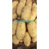 露天荷兰十五土豆已大量上市