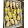 土豆大量上市18669527218