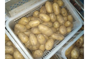 荷兰十五土豆,1.05元又面又香河北13463268768