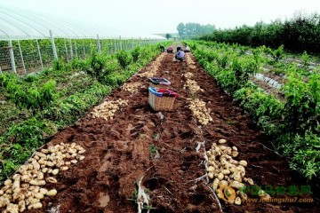 莱西露天土豆迎来收获季 ()