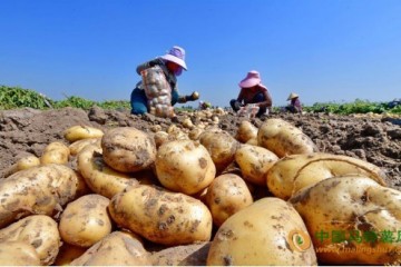 河北滦州：马铃薯喜获丰收 ()