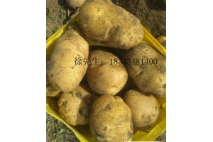 出售尤金土豆885！土豆大​‌‌、口感好、纯绿色食品！