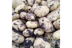 供应2019尤金土豆885！土豆大质量好！