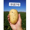 华颂7号，比荷兰十五好吃太多