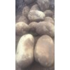 V7，明天开圏8号，纯沙地货，个头大。署形好