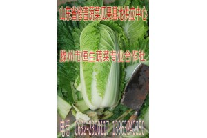 山东白菜，枣庄白菜，滕州白菜，大坞白菜，代收代办白菜电话