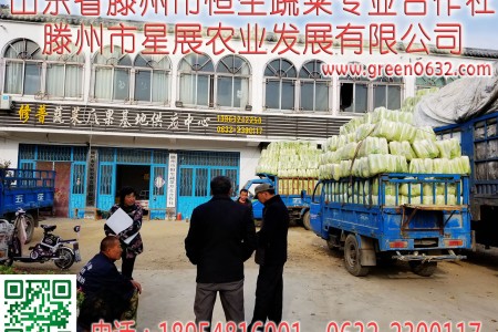 山东滕州大白菜展示 (0)