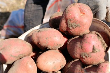 新疆塔城：红皮土豆丰产又丰收 ()