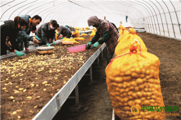 定西：马铃薯产业全面协同发展 ()
