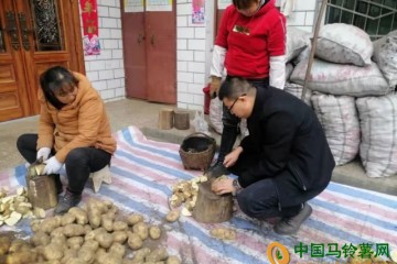 陕西汉中：春马铃薯播种陆续展开 ()