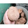 本人大量供应土豆