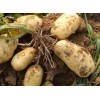 本人4月下旬开始大量供应中薯，荷兰系列土豆