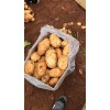 大量代办云南优质红土土豆