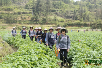 贵州荔波：土豆带来财富路 ()