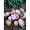 大量丽薯6号土豆出售15108800025