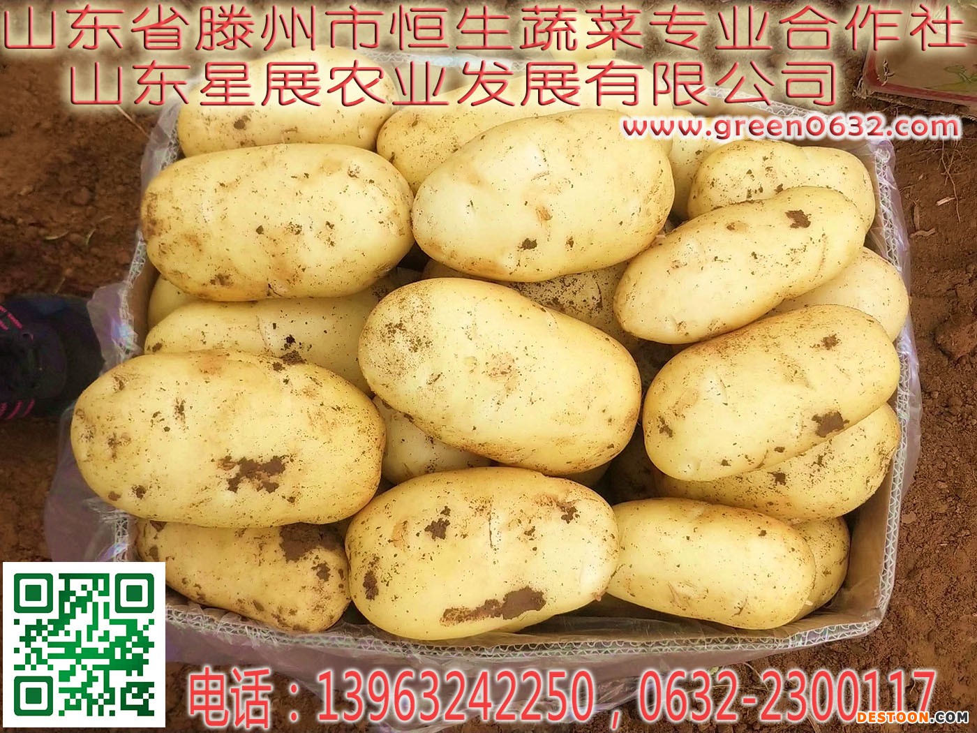 滕州大坞土豆2