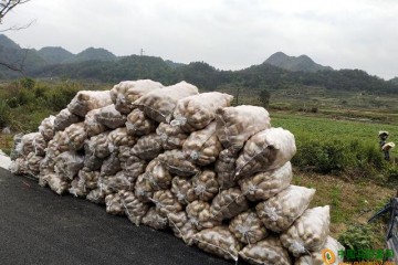 贵州荔波：马铃薯助力增收致富 ()