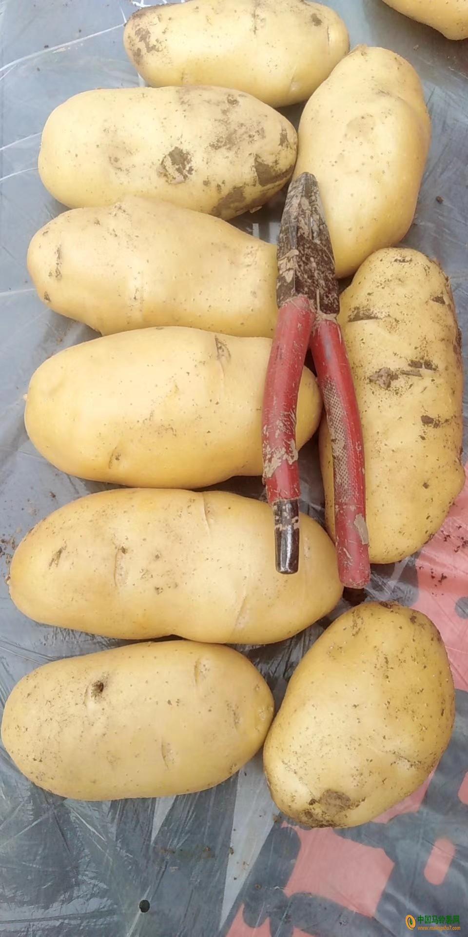 万亩土豆大量上市了，荷兰中薯早大白 ()