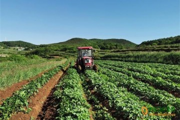 威宁：马铃薯绿色基地劳作忙 ()