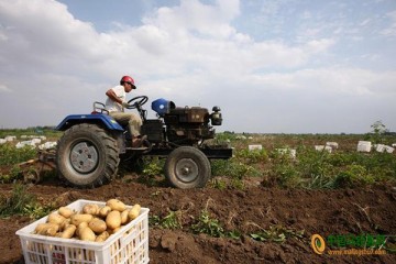 安徽蒙城：“订单马铃薯”助农增收 ()