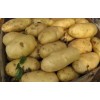 大量代收荷兰十五系列土豆