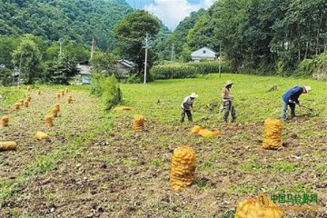 湖北竹溪：土豆成特色优势产品 ()