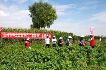 兰州：种薯种植产量高，加快产业转型升级 ()