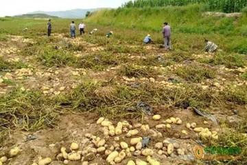 武山县：小小马铃薯，致富增收“好帮手” ()