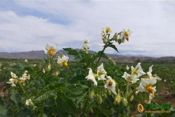 新疆富蕴县：洋芋开花赛牡丹 ()