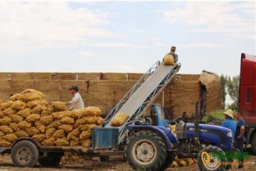 山丹：13.47万亩优质马铃薯喜获丰收 ()