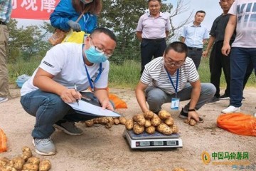 呼和浩特：试种的600亩土豆喜获丰收 ()