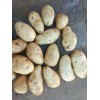 出售优质土豆  马铃薯 咨询电话18586071085