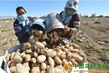 巴里坤县：马铃薯雪花全粉加工项目正在建设 ()