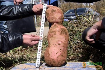 永善：“薯王”4.15公斤重 ()