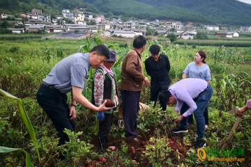 宁蒗：与上海杨浦商贸集团达成了100吨马铃薯的订购协议 ()