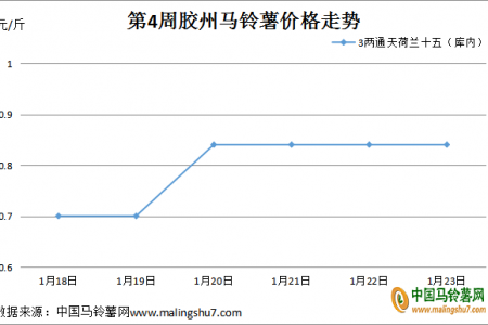 薯市回暖 价格上涨 ()