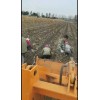 出售大量荷兰十五，尤金885