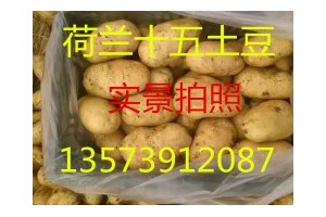 山东土豆产地荷兰十五土豆价格