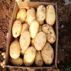 大量供应希森6－荷兰15