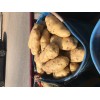 本地土豆上市，荷兰十五，价格0.55至0.62之间