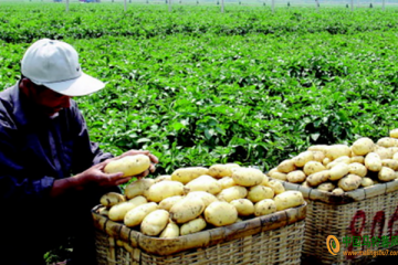 胶州：马铃薯产量将达到40多万吨 ()