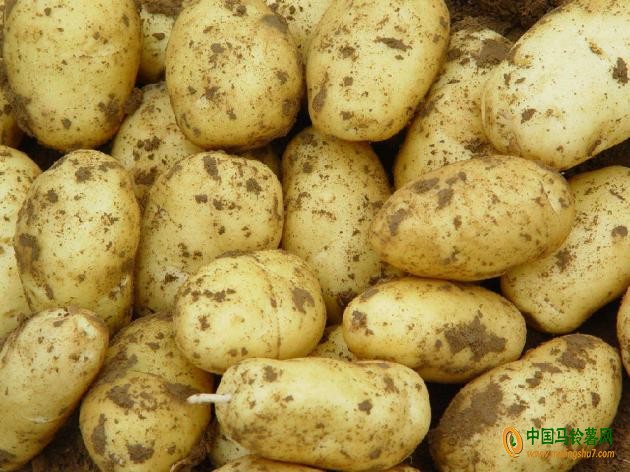 土豆高产技术