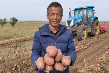 四子王旗：种植马铃薯51万亩 ()