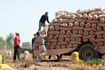白泥井镇：马铃薯总产出32万吨 ()