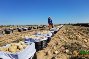 榆林：马铃薯脱毒种薯推广面积达到120万亩 ()