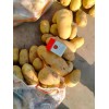 常年大量供应荷兰土豆