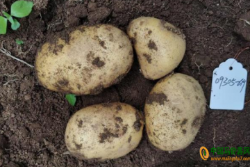贵州：两个马铃薯品种入选农业农村部登记名录 ()